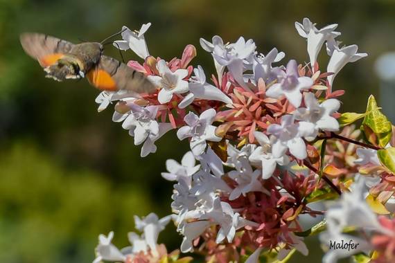 Malofer2 en Hamelin: Flora  (Orense), Abelia x grandiflora, Mariposa Colibrí buscándose el desayuno
#flora21
#hamelin 
