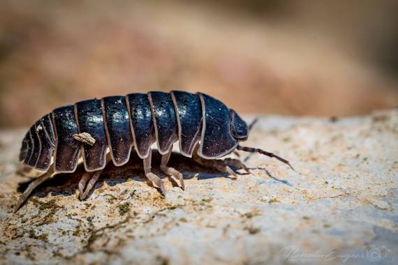Florentinoeugenio en Hamelin: Fauna  (El Catllar), #bichobola
