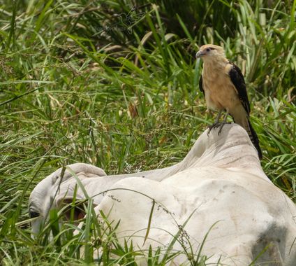 Luz Sthella Cardona M  en Hamelin: Fauna  (Carmen de Apicalá), Milvago chimachima (Vieillot, 1816), El adulto es beige pálido con alas color marrón oscuro;...