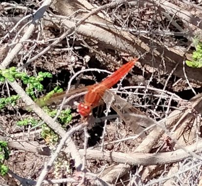 Solerantonio2 en Hamelin: Fauna  (La Marina), Libelula escarlata
