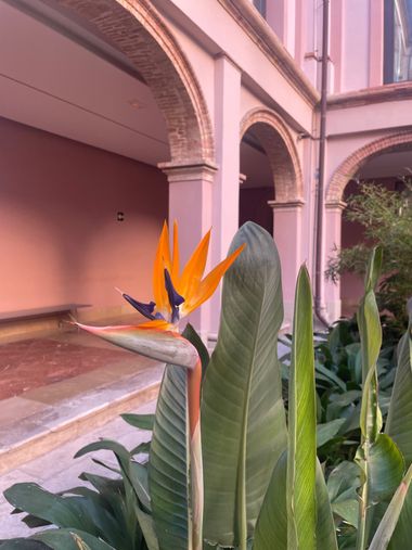 Naiete_correia en Hamelin: Flora  (Valencia), #flora 