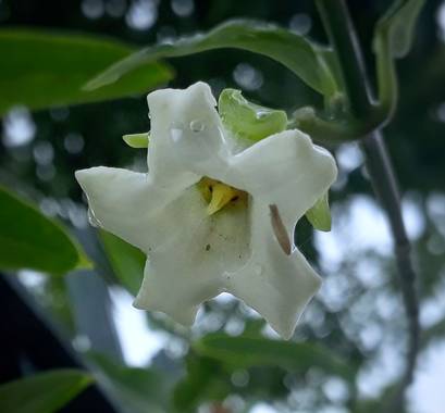 Cr93734 en Hamelin: Flora  (Ciudad de Buenos Aires), Araujia sericifera, Araujia sericifera
El jazmín de Tucumán[1]​ (Araujia sericifera Brot.), también ll...