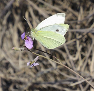 Solerantonio2 en Hamelin: Fauna  (Almería), Insecto