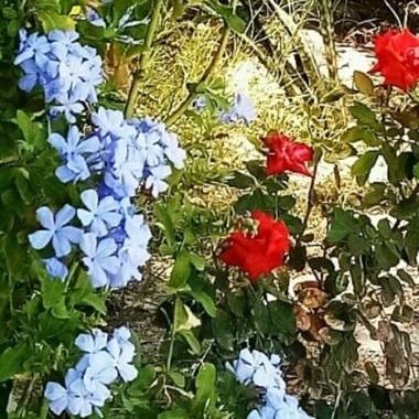 Navarroarevalomariateresa en Hamelin: Flora  (Viesca), Plumbago auriculata, Hermosos plumbago y rosal...alegrando el jardín!