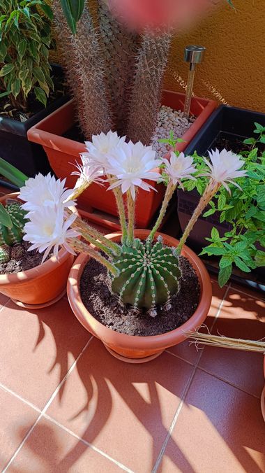 fernandezboix en Hamelin: Flora, Echinopsis oxygona, #cactus 