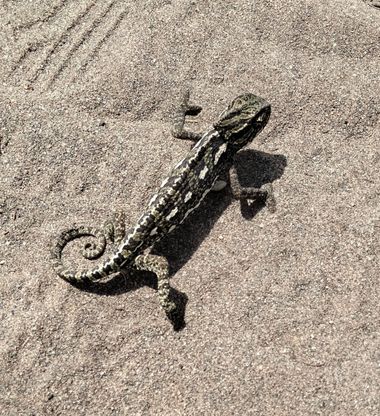 Solerantonio2 en Hamelin: Fauna  (Níjar), Camaleon