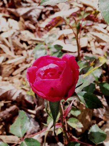 Danna en Hamelin: Flora, Rosa chinensis, Bichito slte de mi fotoo! 