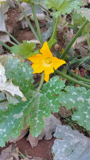 Solerantonio2 en Hamelin: Flora  (Avenida Padre Méndez), Cucurbita pepo, Planta