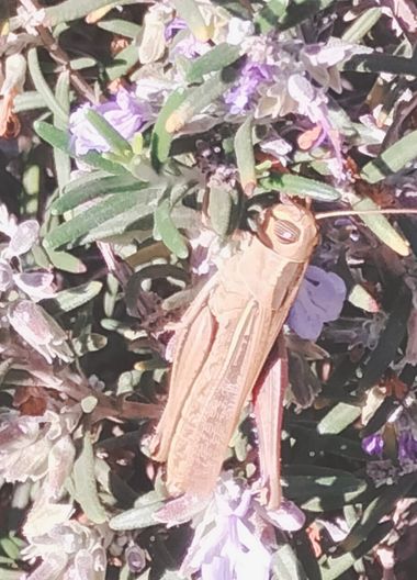 Solerantonio2 en Hamelin: Fauna  (Almería), Insecto