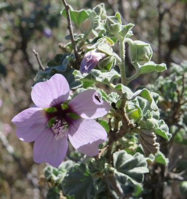Solerantonio2 en Hamelin: Flora  (Níjar), Malva subovata, Planta