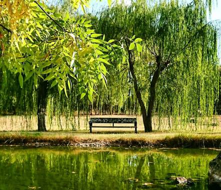 Bea San en Hamelin: Paisaje  (Casavieja), Los sauces lloran de soledad 😥
Parque Las Lagunillas en Casavieja

#parquesyjardines #parque #saucelloron #flora...