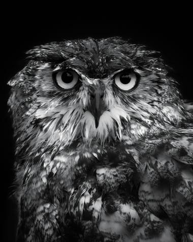 Samu Torres en Hamelin: Fauna  (Camargo), Bubo bubo (Linnaeus, 1758), Los días de lluvia también son perfectos para fotografiar, y más cuando tienes a aves...