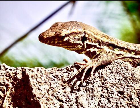 Juanatlantida82 en Hamelin: Fauna, Lagarto (Tenerife)
