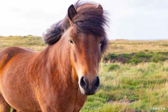 Ignoto en Hamelin: Fauna  (Húnaþing vestra), Caballor islandés