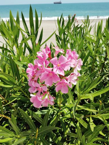 Solerantonio2 en Hamelin: Flora  (Carboneras), Nerium oleander, Planta