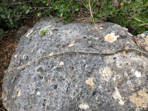 Naturalezadebarrio en Hamelin: Fauna  (Castellet i la Gornal), Actualmente roza la plaga por el cambio climático y la subida de temperaturas, zonas entera...