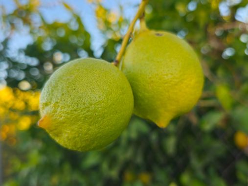 Santirj en Hamelin: Flora  (Murcia), Citrus × limon, #limonero #limon #hojas #limonar #amarillo #verde #limoneros #agricultura #sol 
