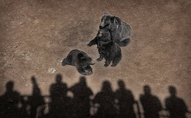 Ana Artiaga en Hamelin: Fauna  (Liérganes), Mamá osa y sus oseznos