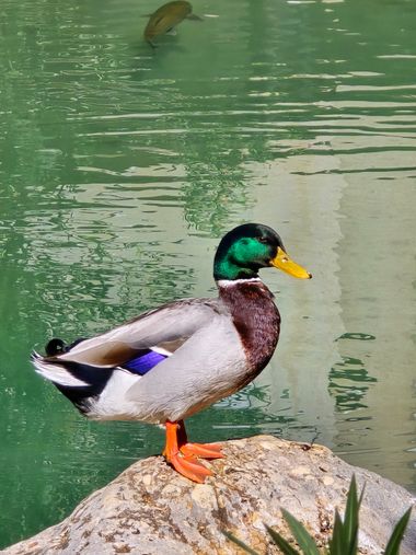 aidalzira en Hamelin: Fauna  (Calle Santa Cecilia), Anas platyrhynchos Linnaeus, 1758, Anas platyrhynchos
Que preciosos son estos patos.
#fauna #bolbaite #...