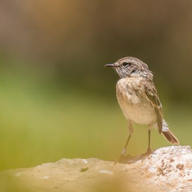 Aitor_gil en Hamelin: Fauna  (Puerto del Rosario), Saxicola dacotiae (Meade-Waldo, 1889), Endemica de la isla de Fuerteventura en las isla Canarias.
Las pr...