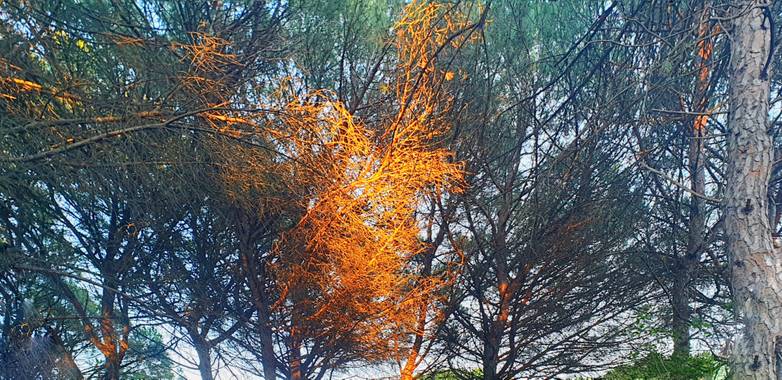 Montserrat Serrano en Hamelin: Paisaje, #lights #luznaturalreal 
#pinos #luzysombra #lightsandshadows 
