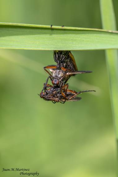 guachinaty1 en Hamelin: Fauna  (Linares), Empis tessellata apareandose,mientras devora a uno de su misma especie