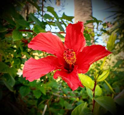 Lauratduch en Hamelin: Flora  (Barcelona), Hibiscus rosa-sinensis, Fotomovil#flora21#