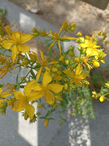 Imasanmar en Hamelin: Flora  (Matarraña / Matarranya), Hypericum perfoliatum, #flores 