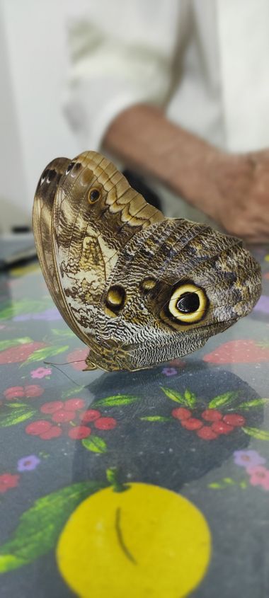 Krished en Hamelin: Fauna, Mariposa búho