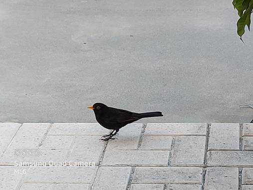 Apasnau75 en Hamelin: Fauna  (Málaga), Turdus merula merula, Mirlo urbano... maravilloso su canto.