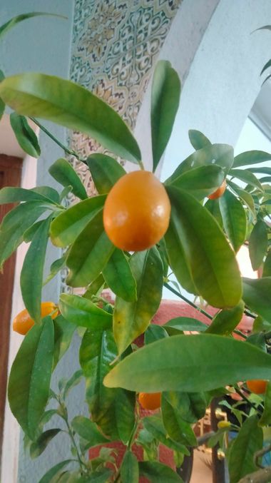 Solerantonio2 en Hamelin: Flora  (CO-3204), Planta