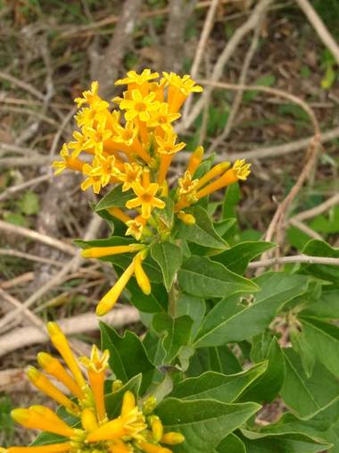 liianalfarth074 en Hamelin: Flora, Cestrum aurantiacum