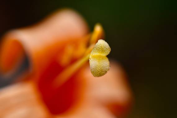 ralphlagarillo en Hamelin: Flora  (Málaga), #flora21
