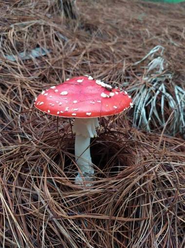 Oneida1328 en Hamelin: Observación  (Andes), Foto tomada en recorrido en el Sur de Antioquia.
Amanita muscaria, también conocido como matamoscas o falsa or...
