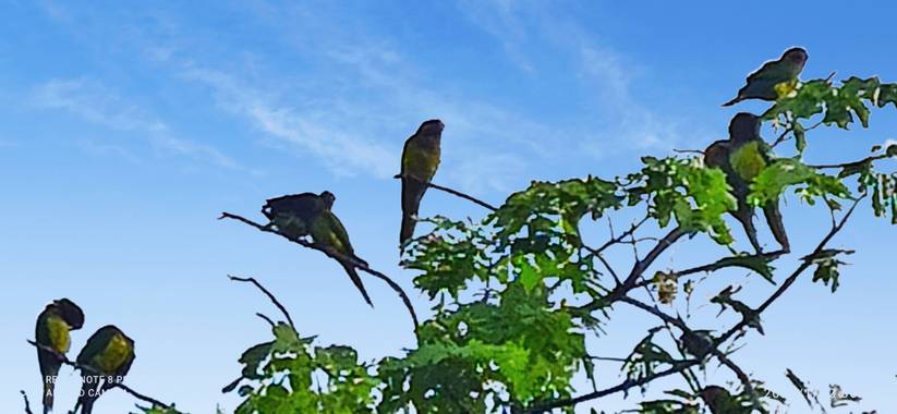 pastoressd en Hamelin: Fauna  (Neiva), Parejas de loros pericos a las 7:00 am, en Neiva - Huila.