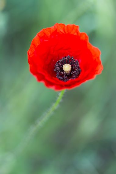 Mararuizasensio en Hamelin: Flora  (Huelva), #macro #flora #amapola #flor 