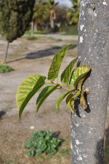 Solerantonio2 en Hamelin: Flora  (Camino del Sauce), Planta