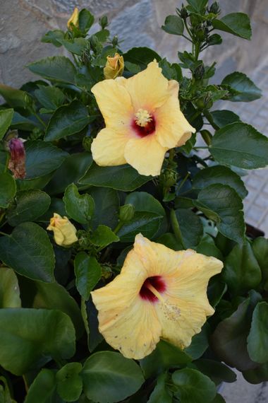 Solerantonio2 en Hamelin: Flora  (Almería), Hibiscus rosa-sinensis, Planta