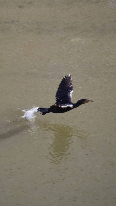 Rafael Alarcón Guerrero  en Hamelin: Fauna  (Rivas-Vaciamadrid), Phalacrocorax carbo (Linnaeus, 1758), #aves21 #cormoran #aves #florayfauna #birdwatching 