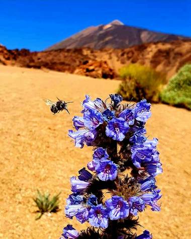 Habibi_gd en Hamelin: Flora  (La Orotava), #flor21 