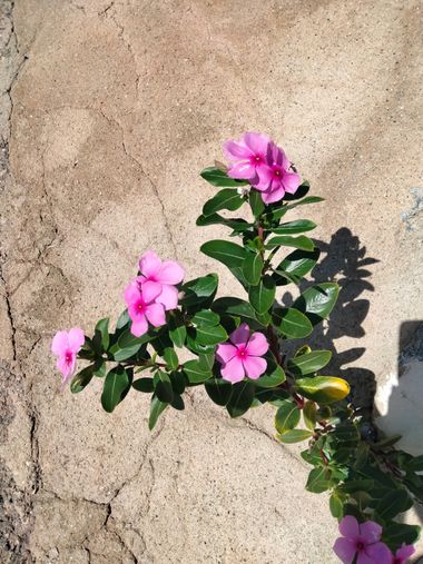 Solerantonio2 en Hamelin: Flora  (Carboneras), Catharanthus roseus, Planta