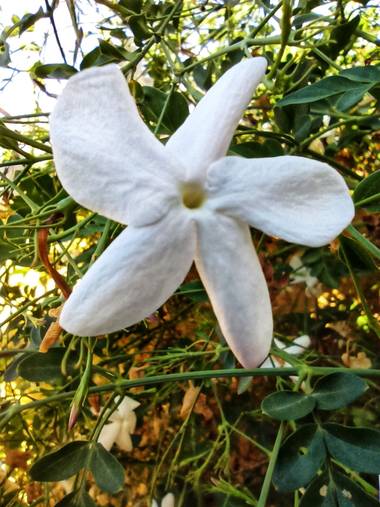 Luisinhorf en Hamelin: Flora  (El Castillo de las Guardas), Jasminum grandiflorum, Jazmín .