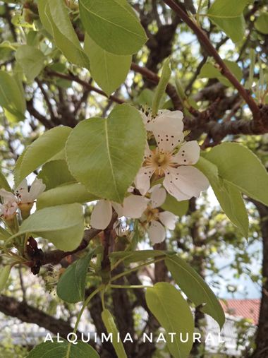 Alquimia Natural en Hamelin: Flora  (Camargo), #primavera2022 