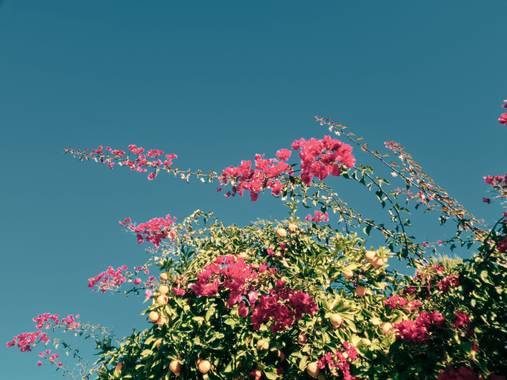 Leonor Sol en Hamelin: Flora  (Murcia), #bugamvilla 