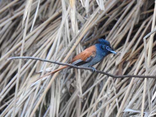 olaya96fg en Hamelin: Fauna  (Nairobi), Terpsiphone viridis (Statius Muller, 1776), #Aves21