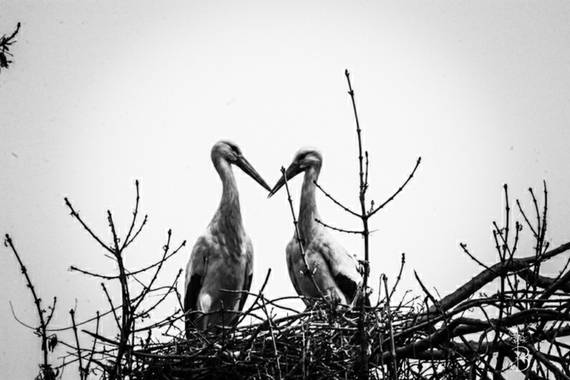 Conbyconv en Hamelin: Fauna, #aves21 