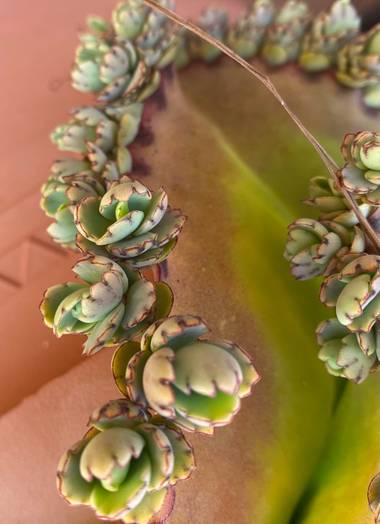 Zetadeuve en Hamelin: Flora  (Güímar), Kalanchoe laxiflora, #tenerifelicidad 
Mala madre