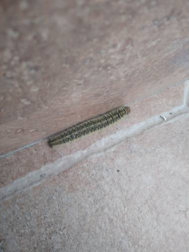 Mamorenogarrido en Hamelin: Fauna  (Montemayor)