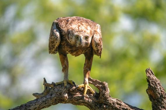 Arteaganature en Hamelin: Fauna  (El Barco de Ávila), #aves21 