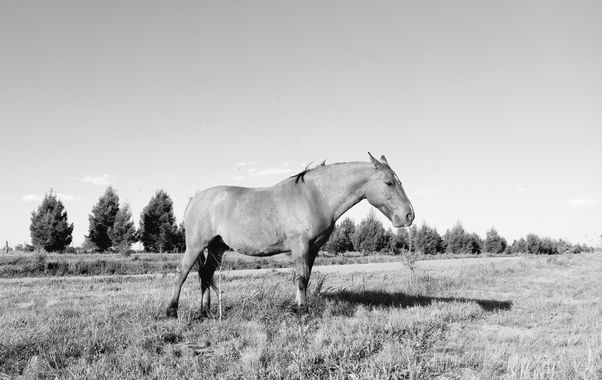 Fabricio Mortissandi en Hamelin: Fauna  (Santa Rosa), #caballos#rural #rurales#blancoynegro